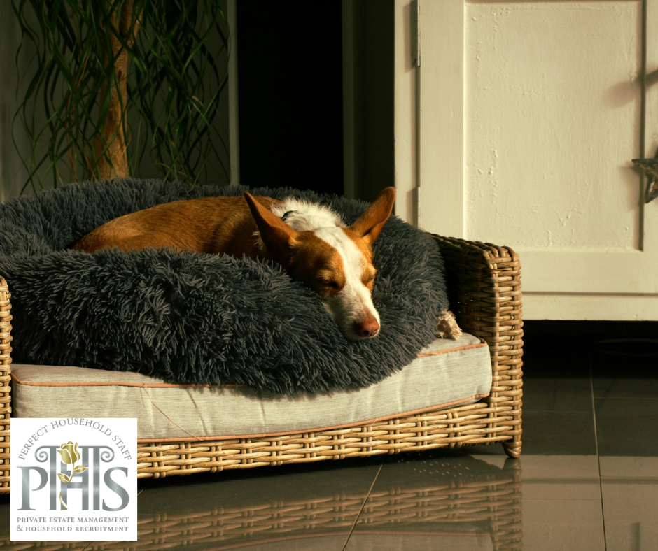 Dog relaxing in a tidy living room — example of how to clean homes with pets using safe products and effective fur removal techniques.