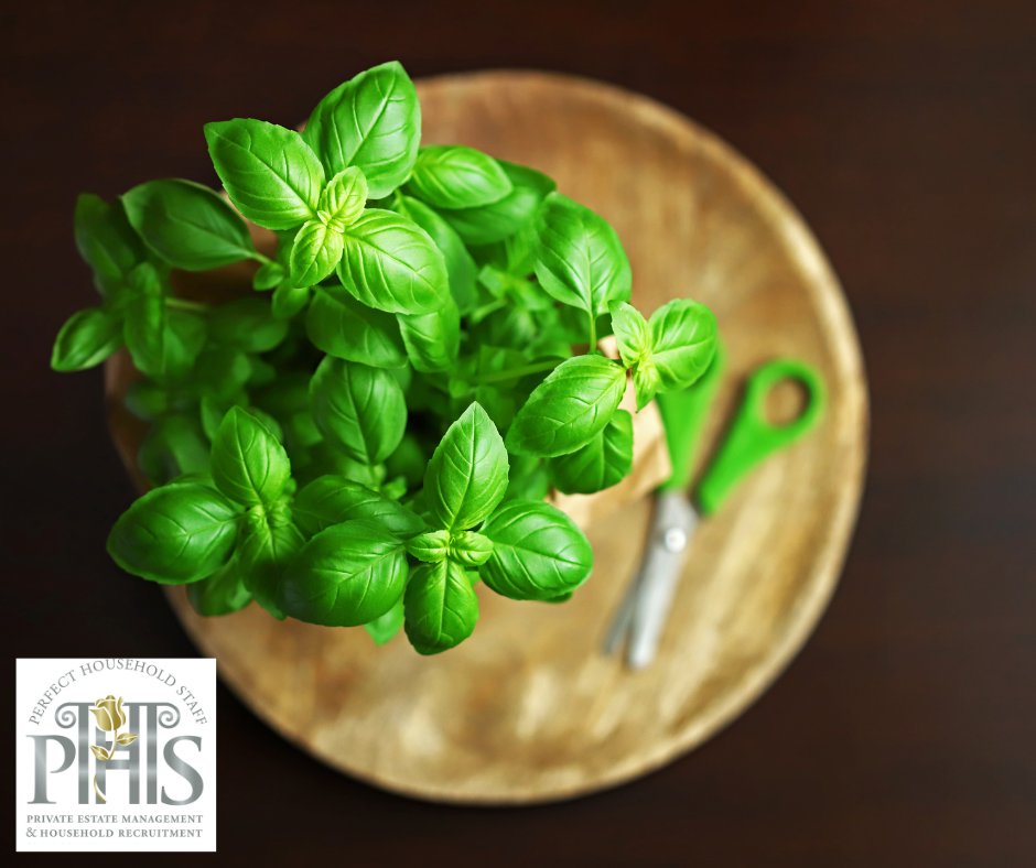 Fresh green basil leaves – a perfect example of sustainable sourcing in private chef kitchens.