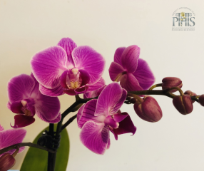 How to Look After Orchids: A Guide for Housekeepers
